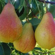 Саженец Груша Любимица Клаппа в контейнере